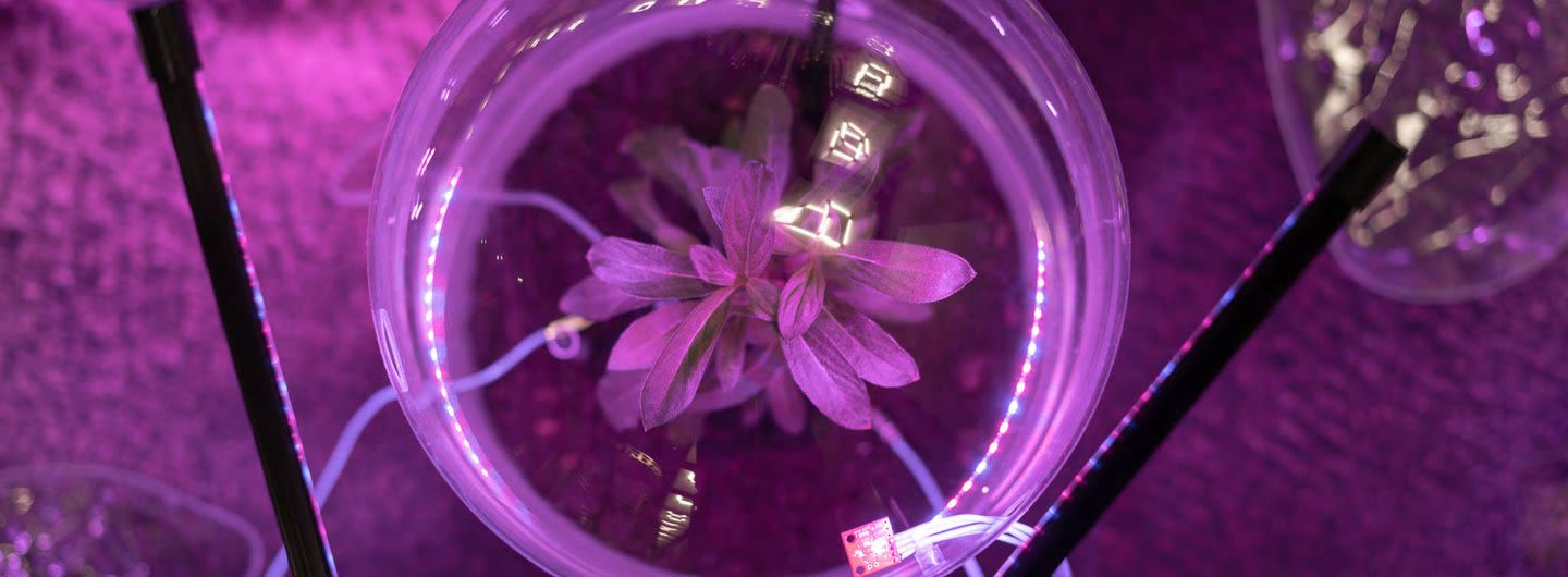 Detail of a flower in a petri dish lit with purple light